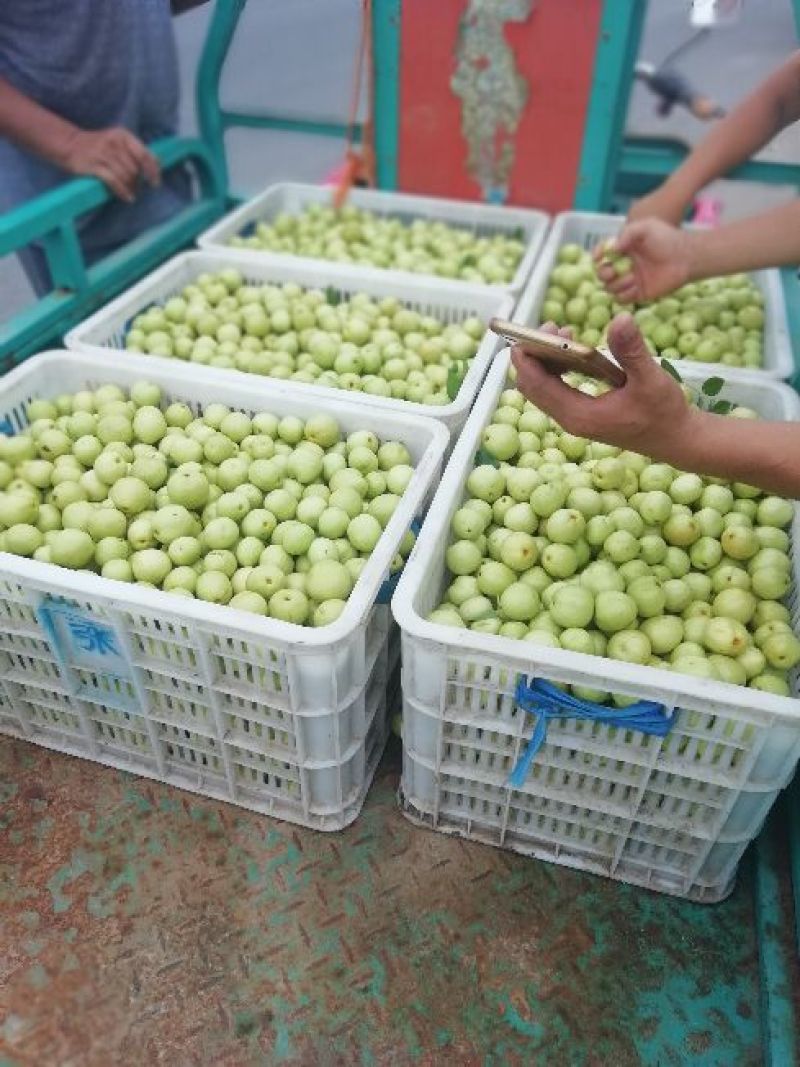 【实力推荐】婆枣大量上市可对接商超团购欢迎咨询