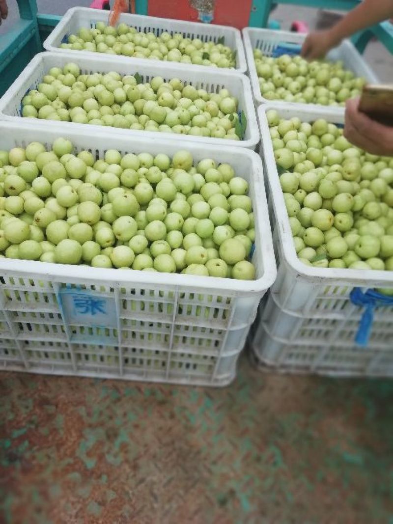 【实力推荐】婆枣大量上市可对接商超团购欢迎咨询