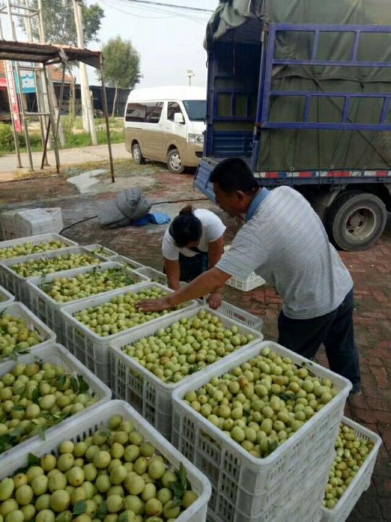 【实力推荐】婆枣大量上市可对接商超团购欢迎咨询