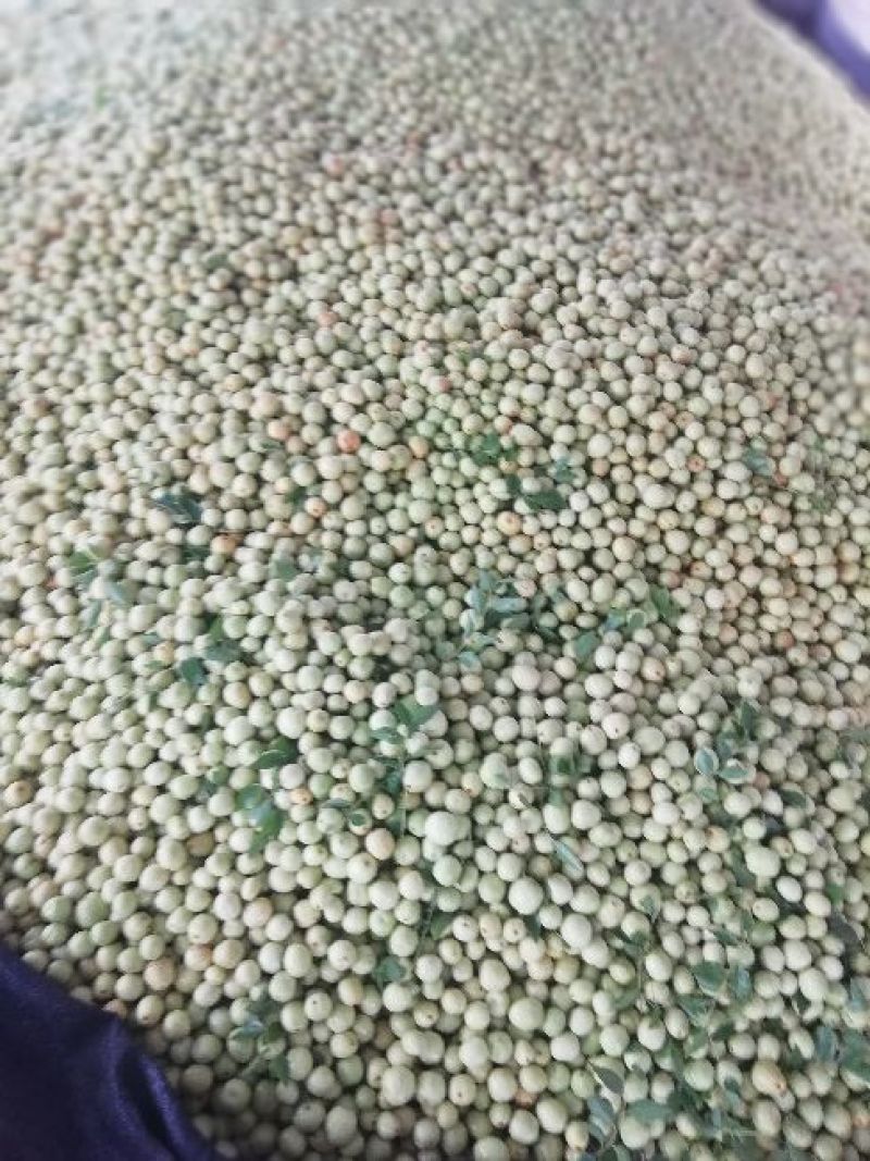 【实力推荐】婆枣大量上市可对接商超团购欢迎咨询