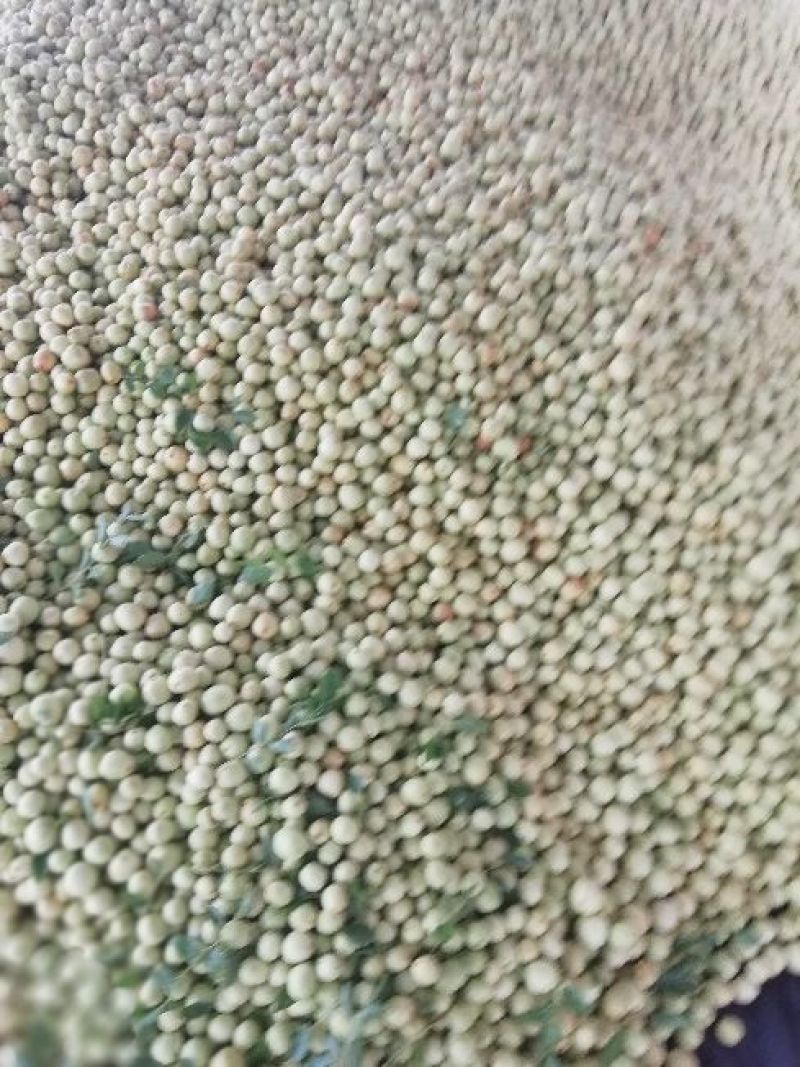 【实力推荐】婆枣大量上市可对接商超团购欢迎咨询