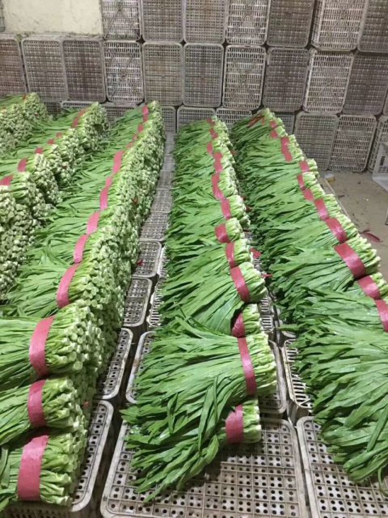 油麦菜产地供应大量现货四季有货，冷库包装齐全