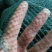 厂价现货菊花网爬藤网拉网网箱抄网网兜推网养殖网