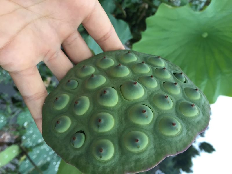 莲蓬产地重庆5-10厘米