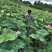 莲蓬产地重庆5-10厘米