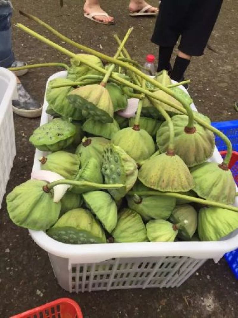 莲蓬产地重庆5-10厘米