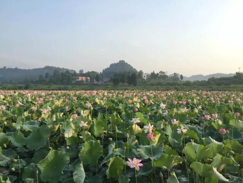莲蓬产地重庆5-10厘米
