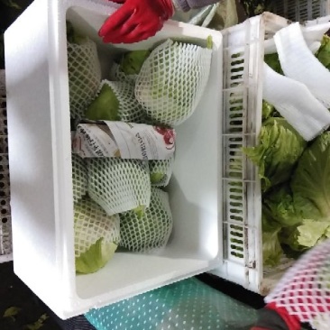 精品苦菊，球生菜，散叶生菜，紫叶生菜