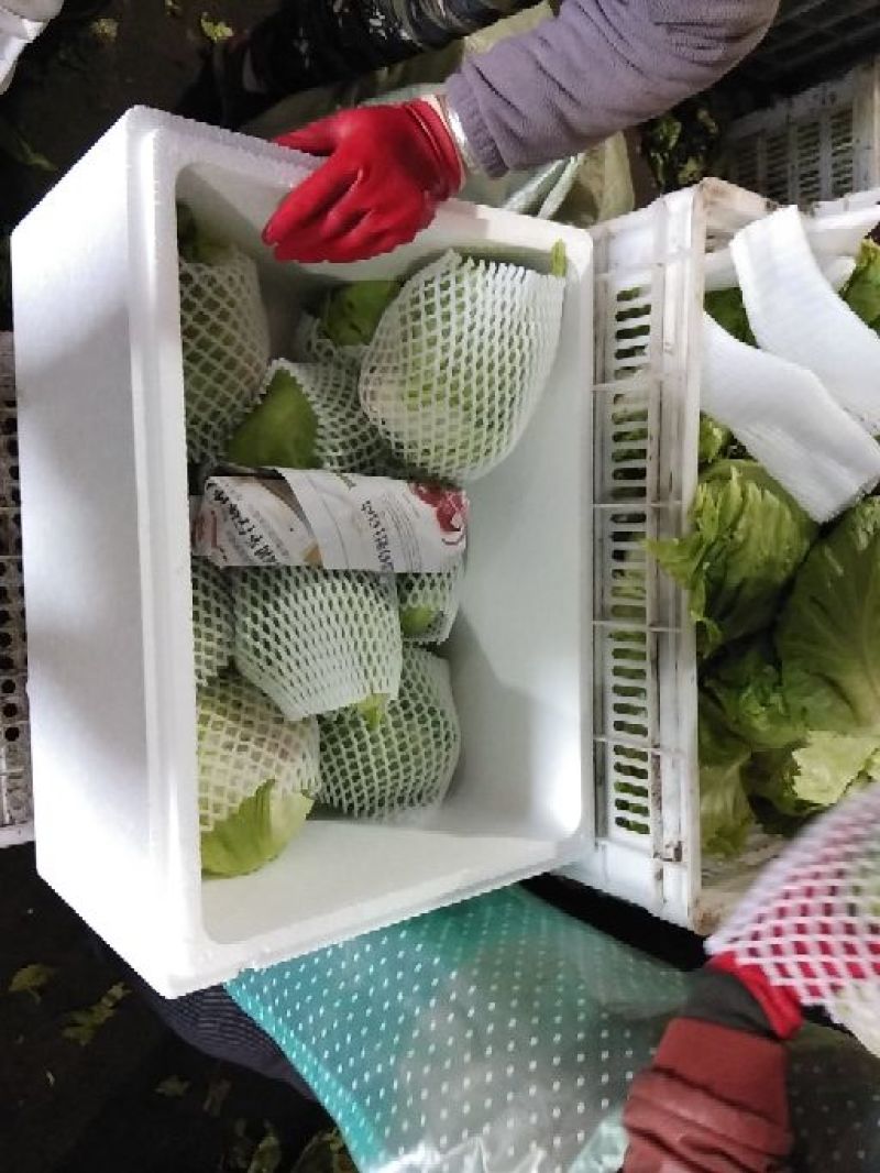 精品苦菊，球生菜，散叶生菜，紫叶生菜