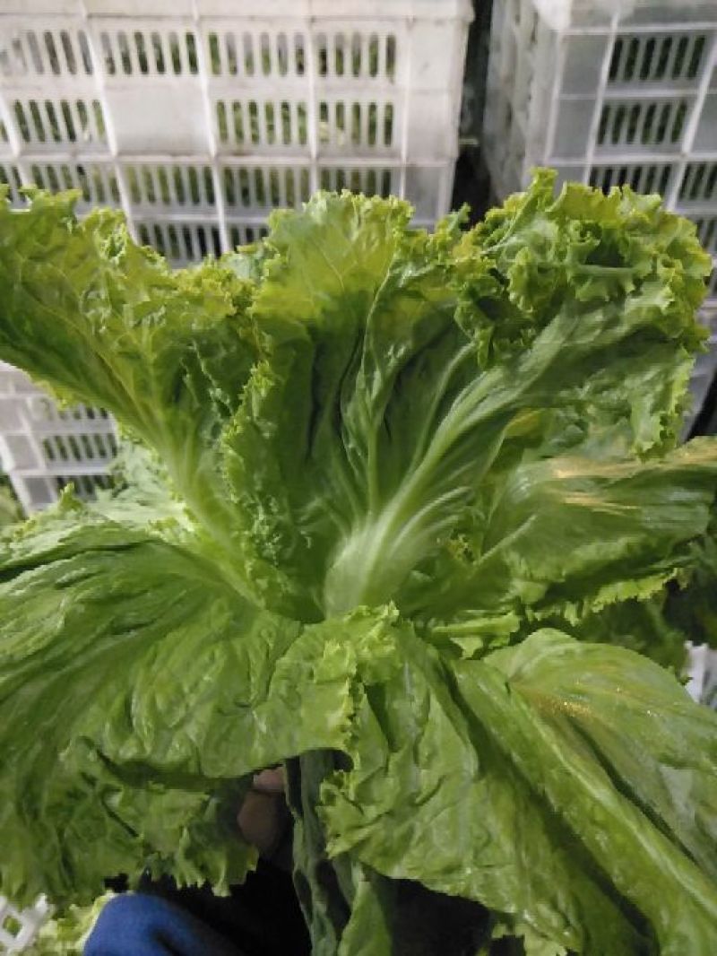 精品苦菊，球生菜，散叶生菜，紫叶生菜