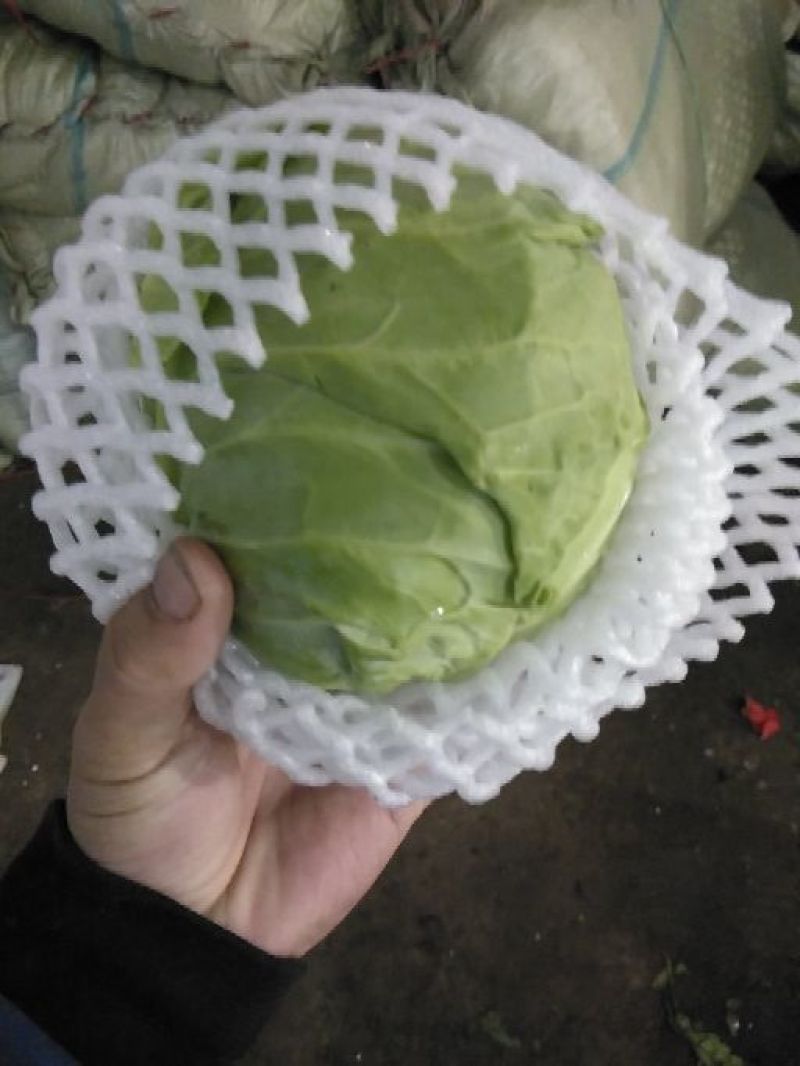 精品苦菊，球生菜，散叶生菜，紫叶生菜