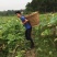鲜莲蓬，产地重庆果粒饱满，现摘现发。交通方便，航空方便