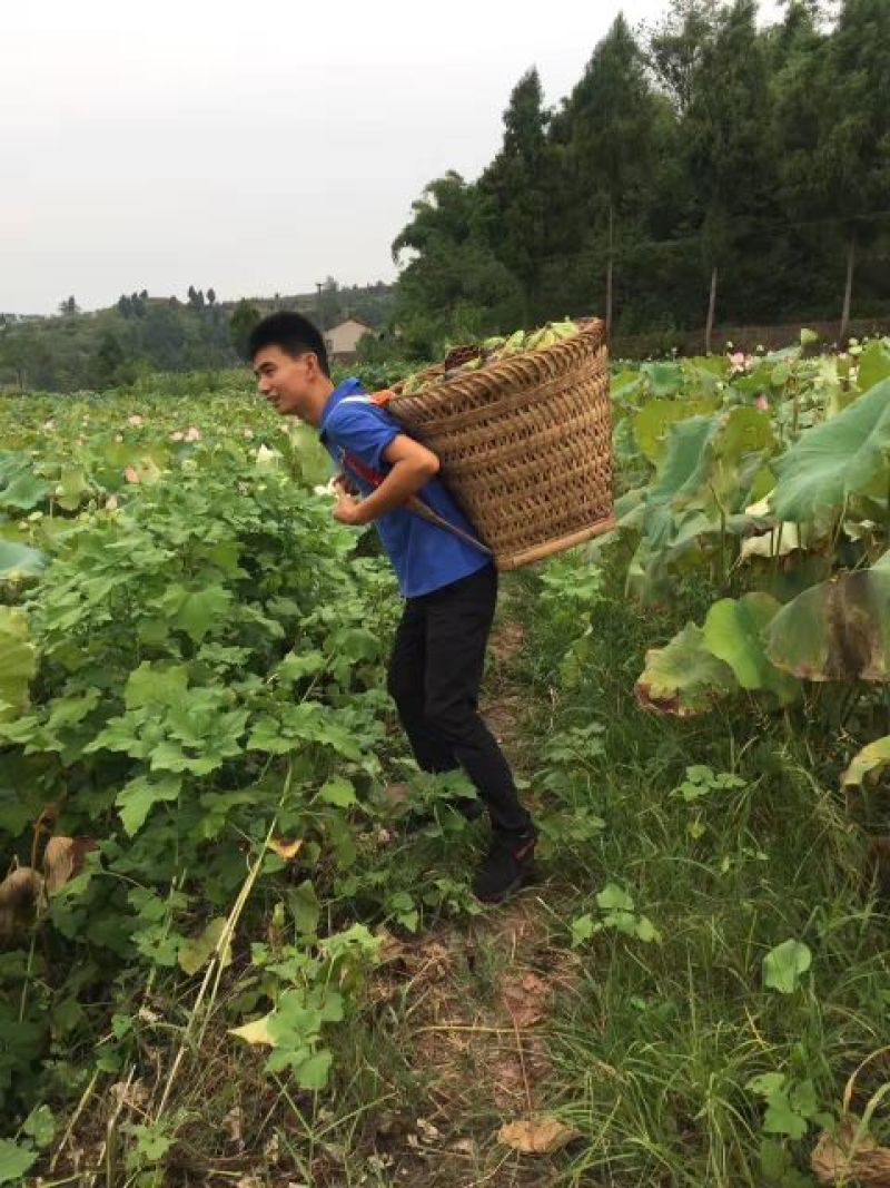 鲜莲蓬，产地重庆果粒饱满，现摘现发。交通方便，航空方便