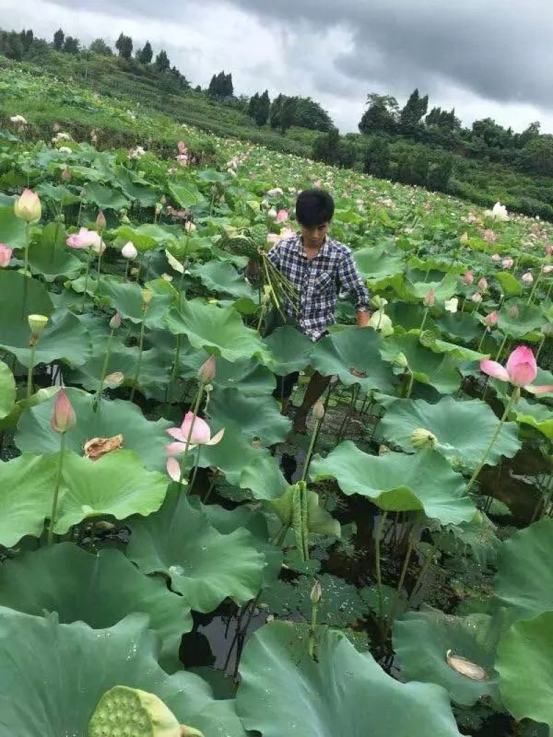 鲜莲蓬，产地重庆果粒饱满，现摘现发。交通方便，航空方便