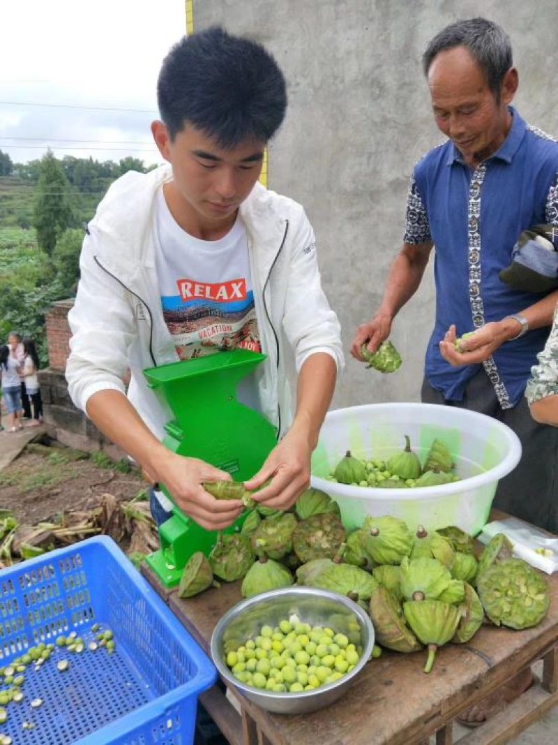 鲜莲蓬，产地重庆果粒饱满，现摘现发。交通方便，航空方便