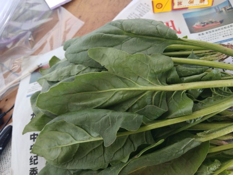 精品菠菜现货供应