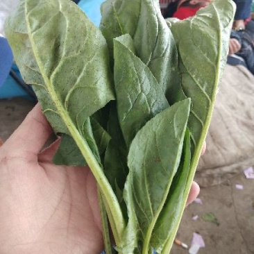 精品菠菜现货供应