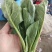精品菠菜现货供应