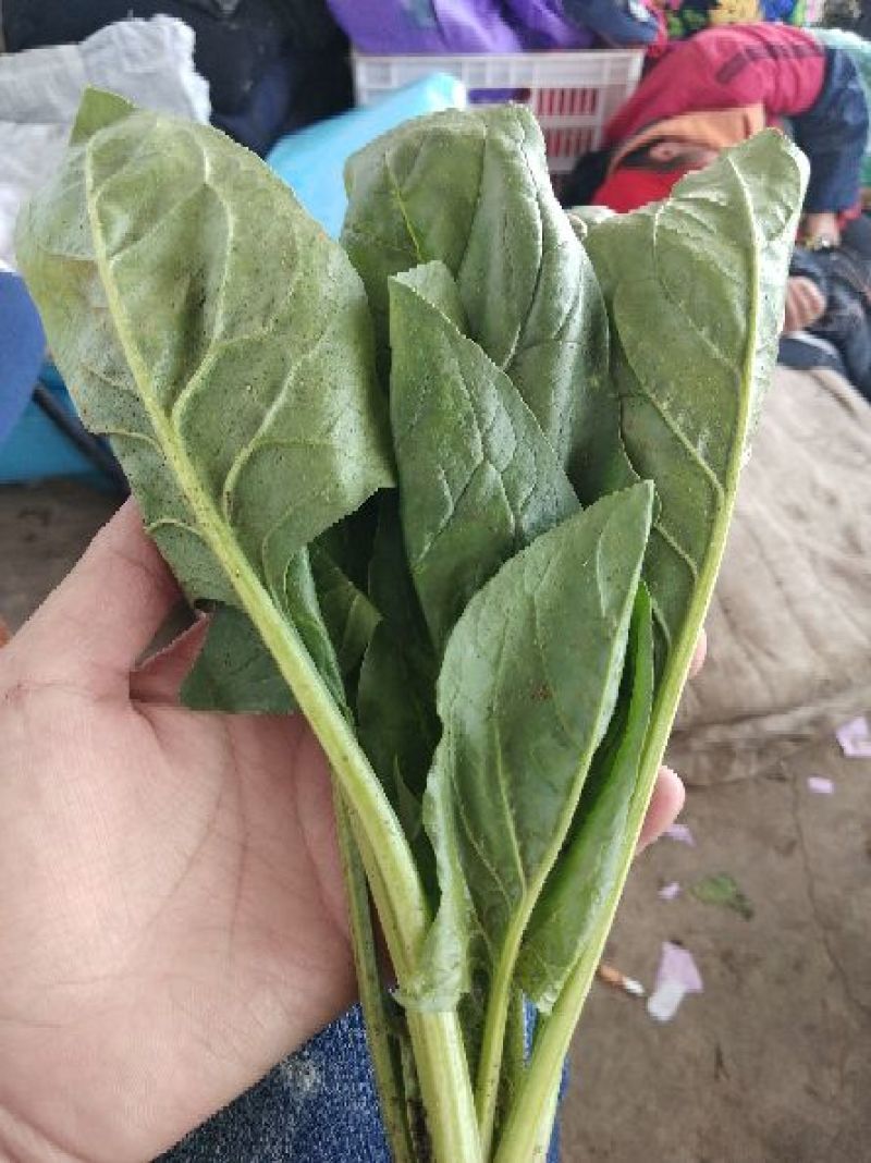 精品菠菜现货供应