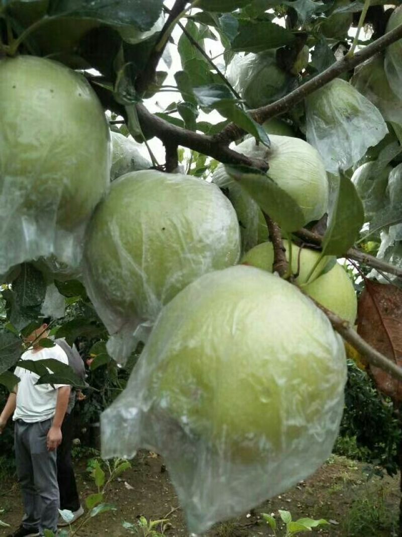 《热卖中》黄金帅苹果基地货源充足口感脆绿
