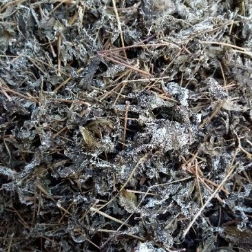 野生，藤茶，钩藤茶，