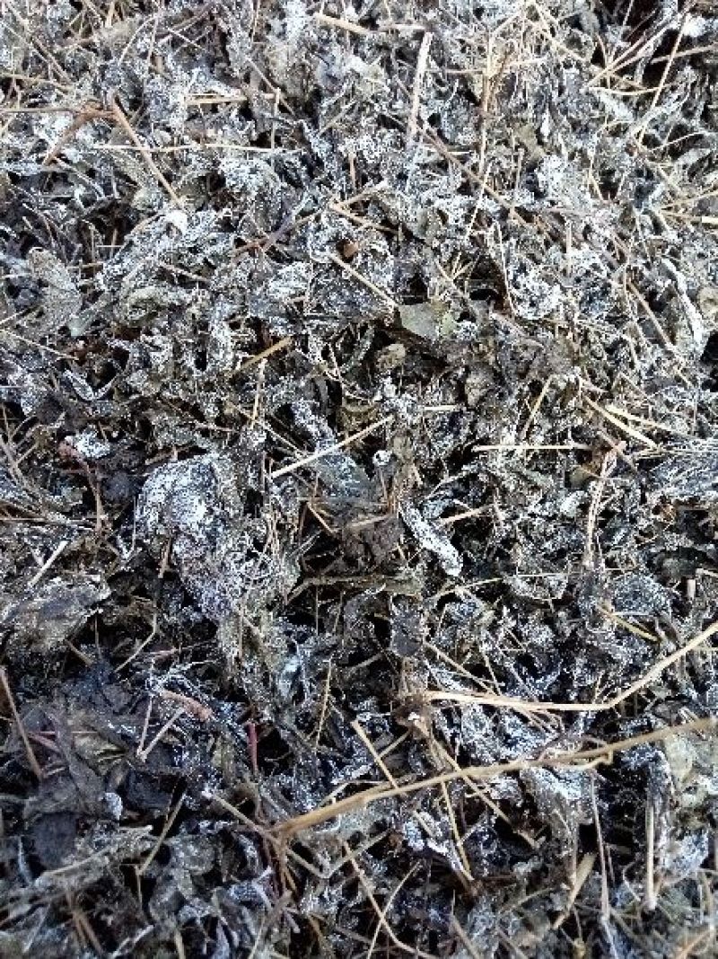 野生，藤茶，钩藤茶，