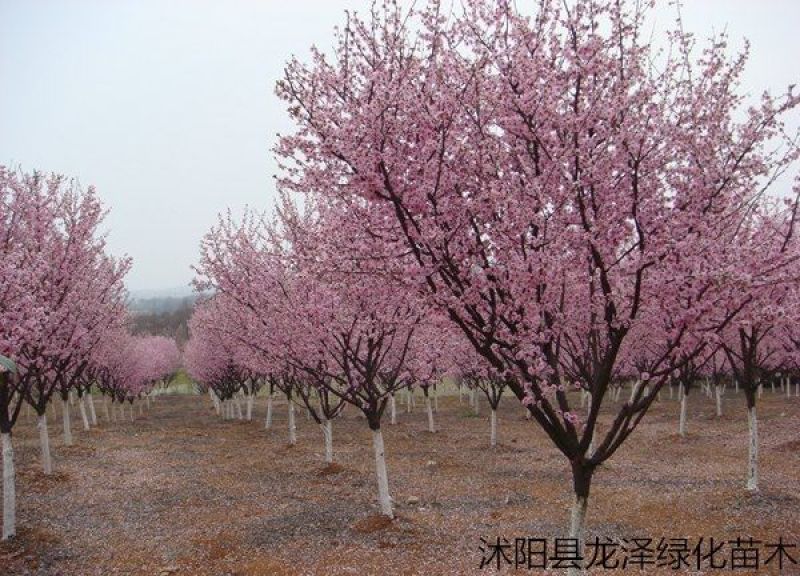 樱花苗嫁接樱花苗日本樱花早樱晚樱小苗盆栽庭院绿化
