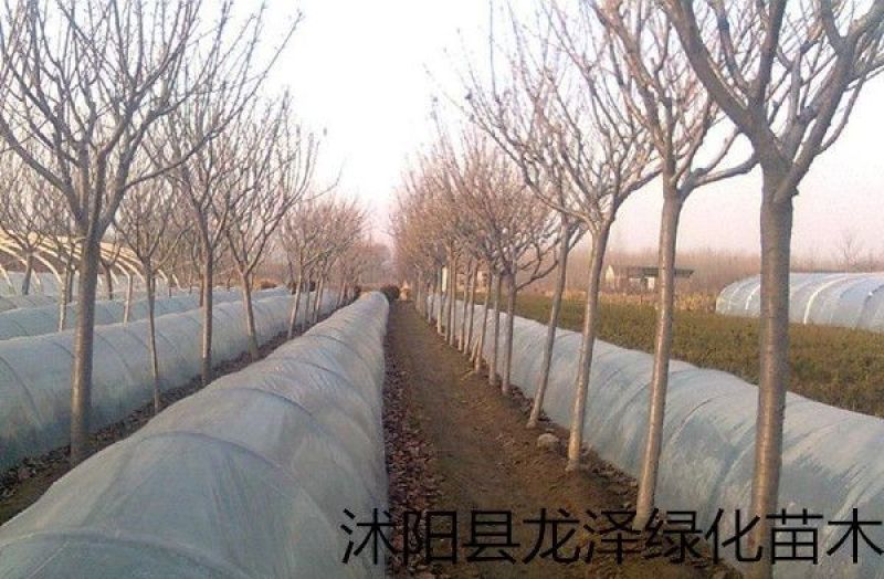 樱花苗嫁接樱花苗日本樱花早樱晚樱小苗盆栽庭院绿化