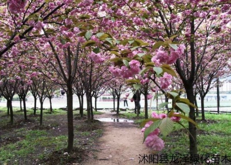 樱花苗嫁接樱花苗日本樱花早樱晚樱小苗盆栽庭院绿化