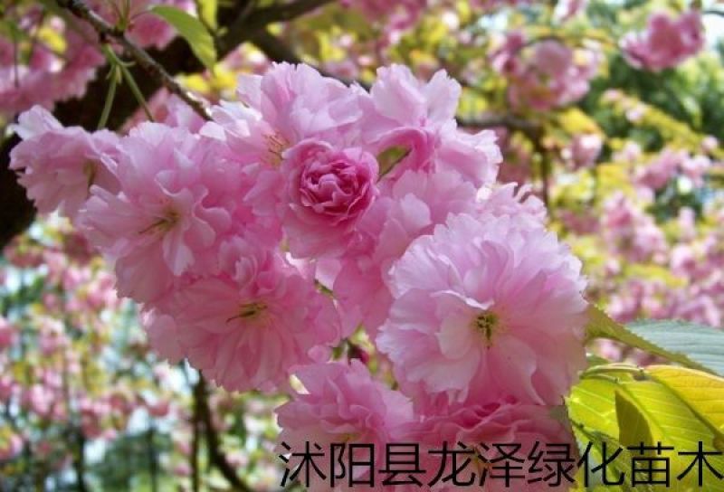樱花苗嫁接樱花苗日本樱花早樱晚樱小苗盆栽庭院绿化
