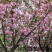 樱花苗嫁接樱花苗日本樱花早樱晚樱小苗盆栽庭院绿化