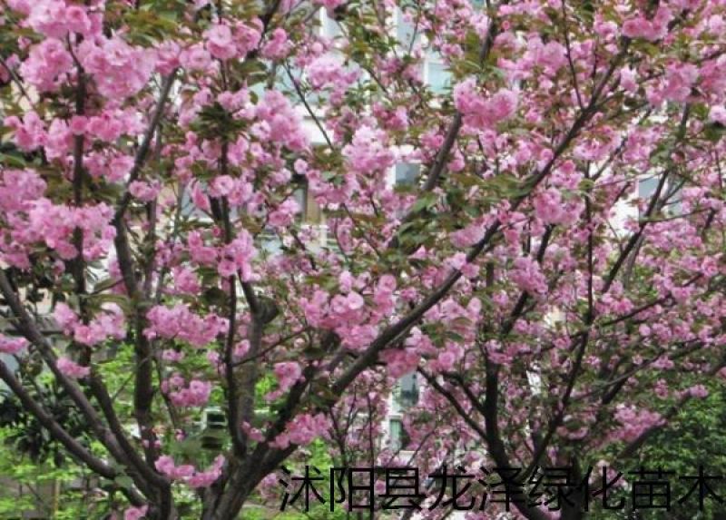樱花苗嫁接樱花苗日本樱花早樱晚樱小苗盆栽庭院绿化