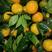 湖北长虹脐橙，纽荷尔/圆虹鲜果现摘保质保量，欢迎前来订