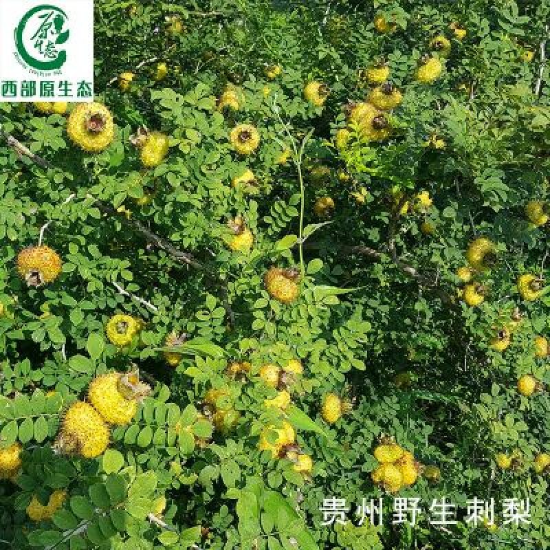 维C之王刺梨
