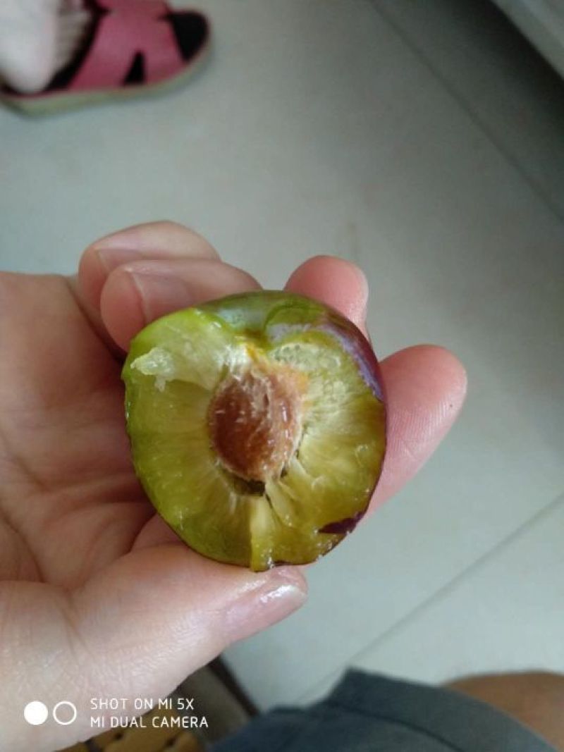 脆红李好吃不贵