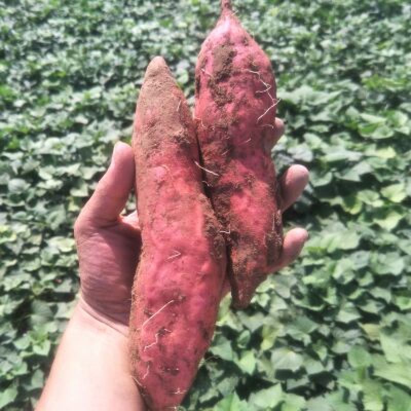 山东烟薯25号小蜜薯烤薯流糖流蜜一件代发