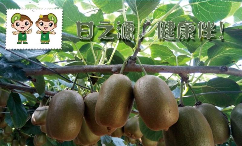 博山猕猴桃可以吸着吃来自北纬36度祖国国最北边的猕猴桃