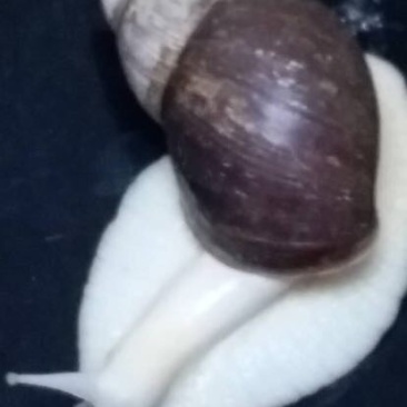 白玉蜗牛