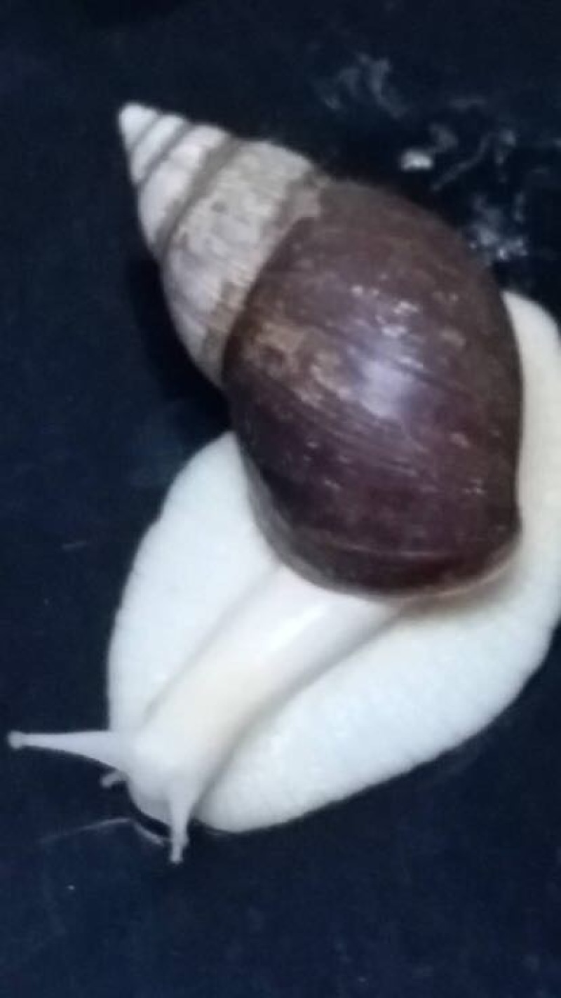白玉蜗牛