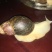 白玉蜗牛