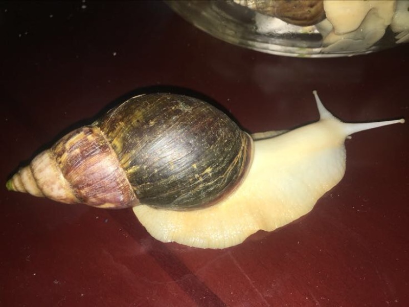白玉蜗牛