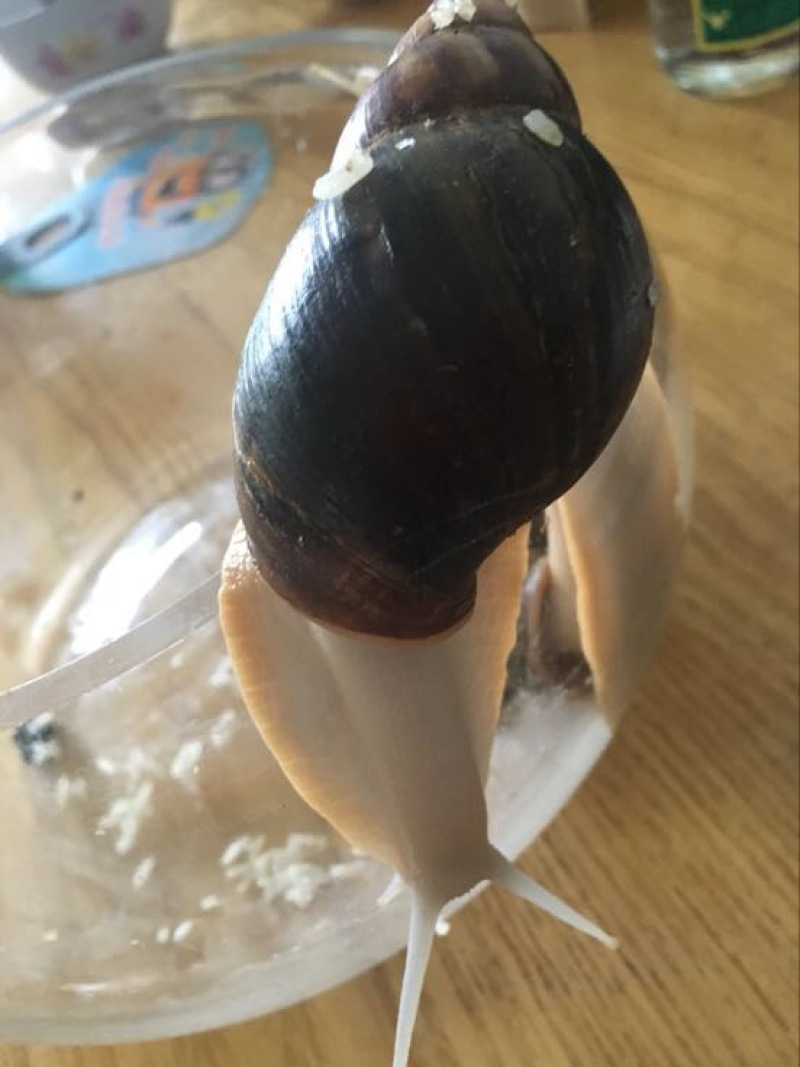 白玉蜗牛