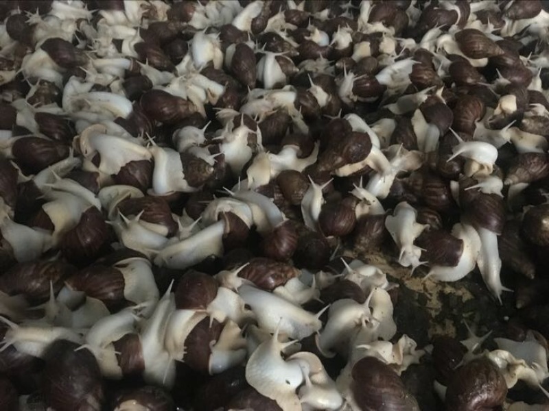 白玉蜗牛