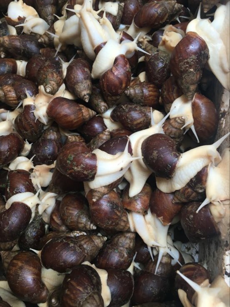 白玉蜗牛
