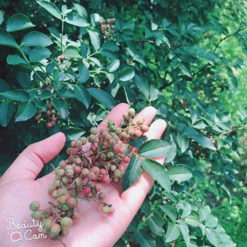 太行山脉野生山花椒，零售价，50克15元，100克30元