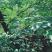 太行山脉野生山花椒，零售价，50克15元，100克30元
