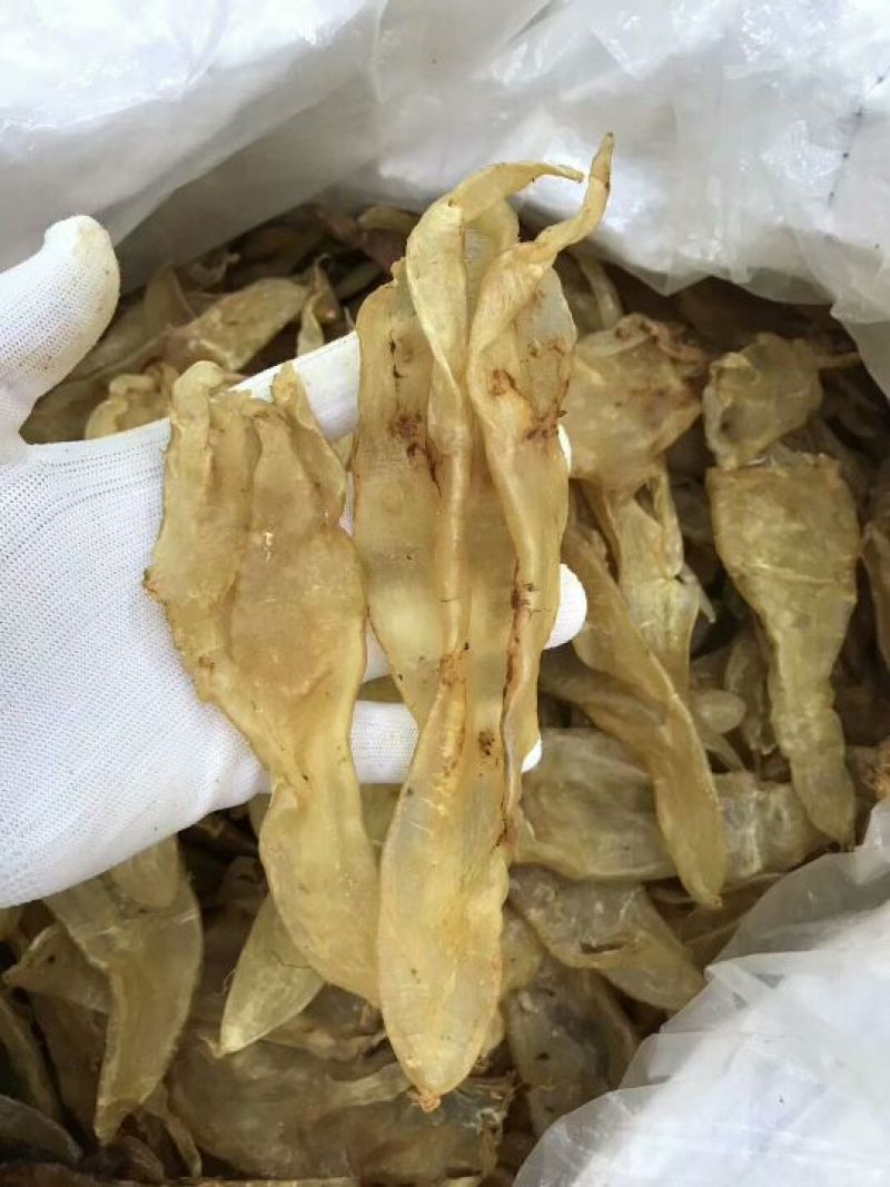 鱼胶