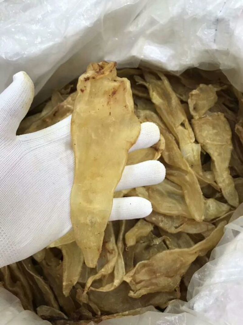 鱼胶