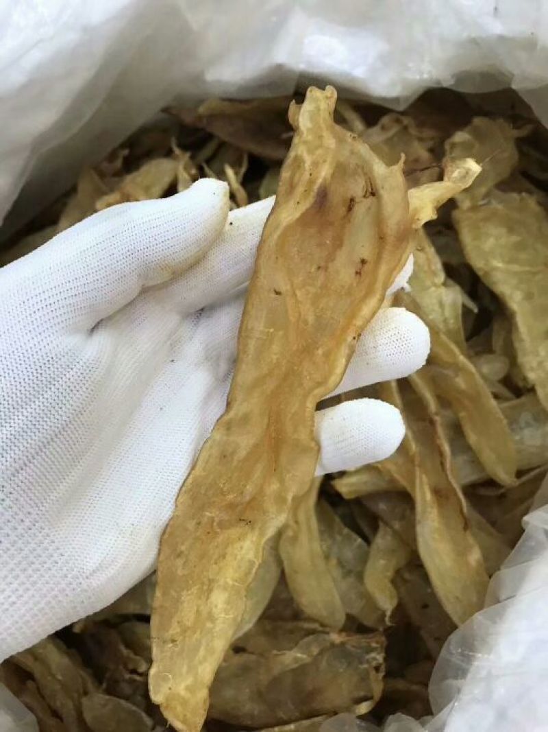 鱼胶