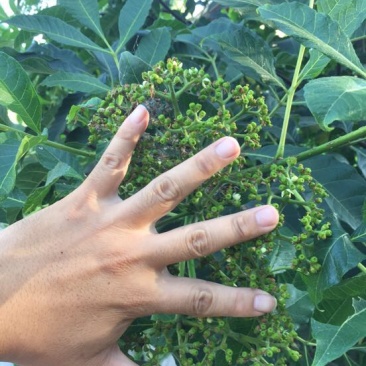吴茱萸苗中花
